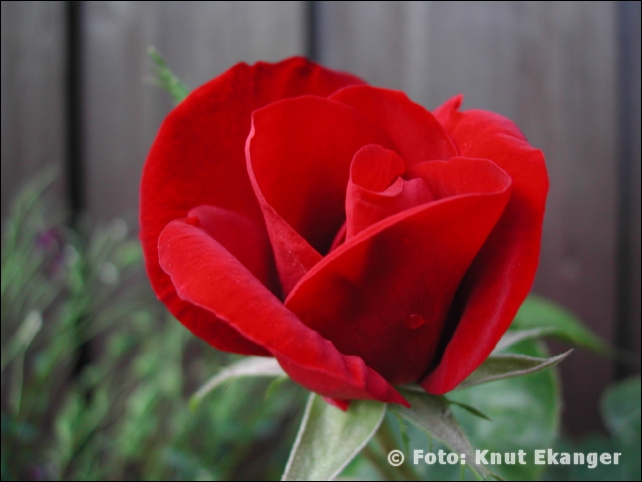 Nikon885ke_0030