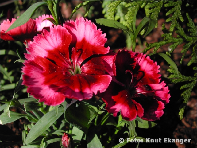 Nikon885ke_0082