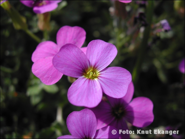 Nikon885ke_0088
