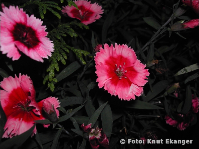 Nikon885ke_0092