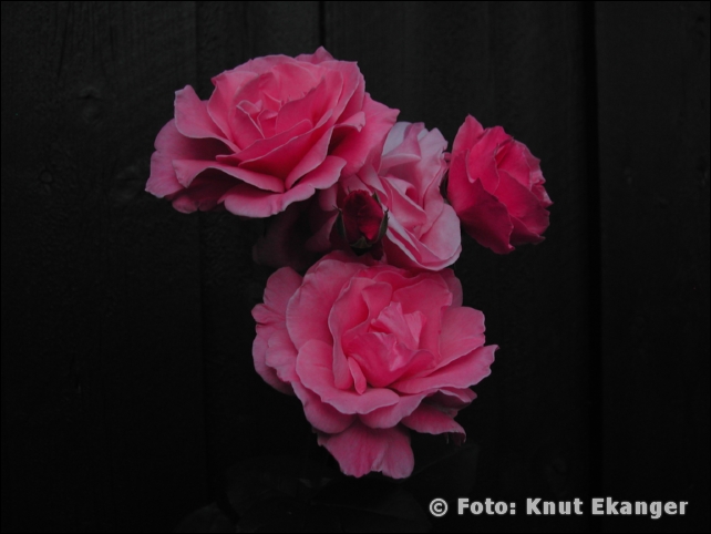 Nikon885ke_0093
