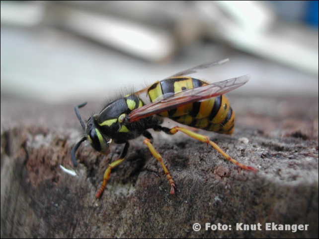 Nikon885ke_0095