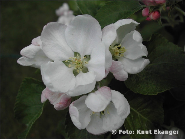 Nikon885ke_0126