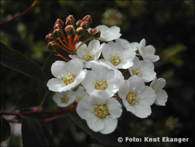 Nikon885ke_0131